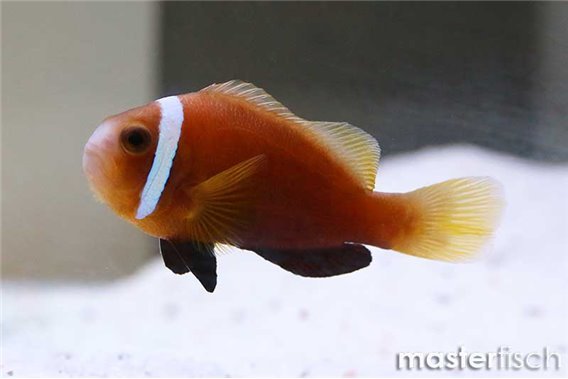 Maldive anemonefish