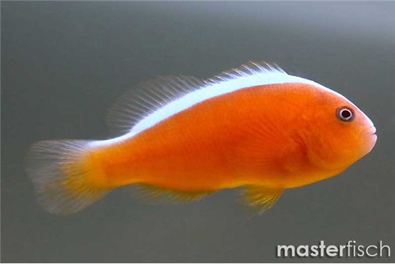 Nosestripe Anemonefish