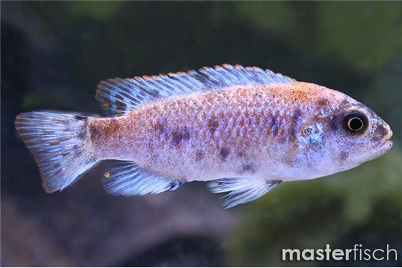 Maylandia estherae OB