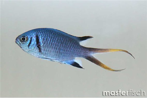 Doublebar chromis