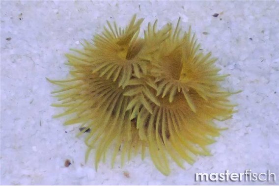 Yellow featherworm Premium