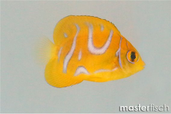 Regal Angelfish special pattern (bred)