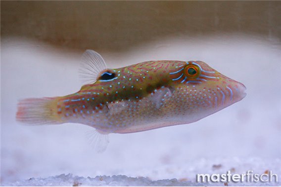 Bennett's Puffer