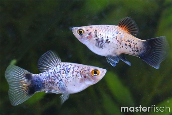 Blue Calico Platy