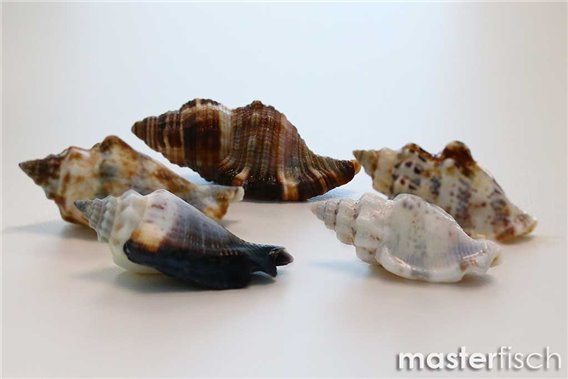 Empty shells Strombus Conch