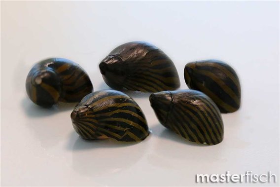 Empty shells Zebra Snail