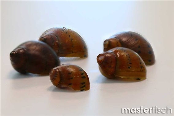 Empty shells Neritina red