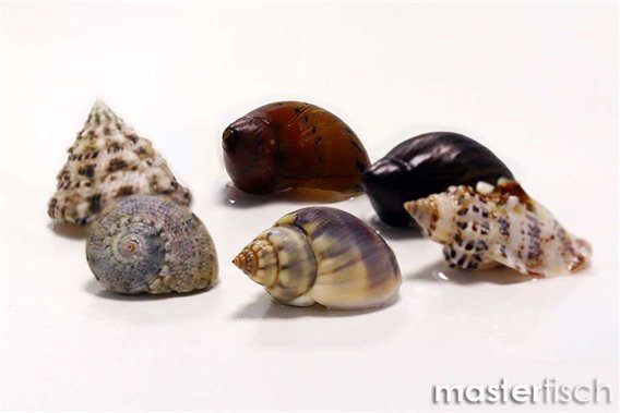 Empty shell mix