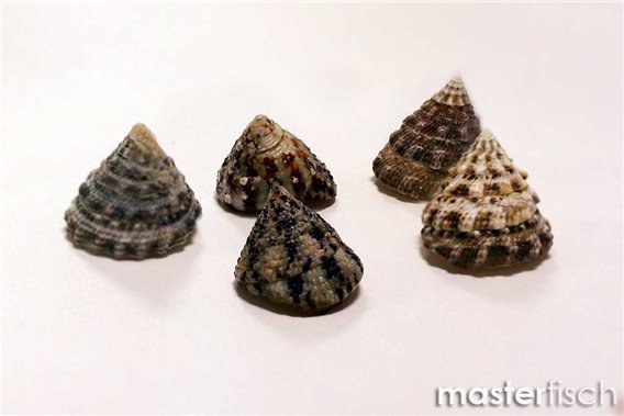 Empty Shells Histrio grazer