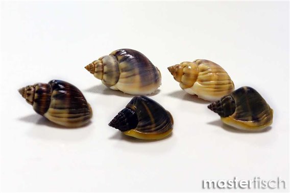 Empty Shells Nassarius