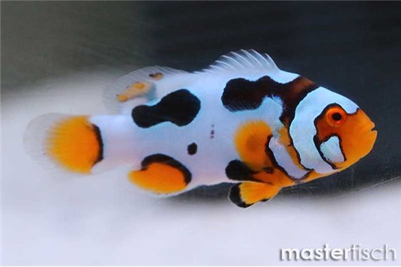 Percula black helmet picasso