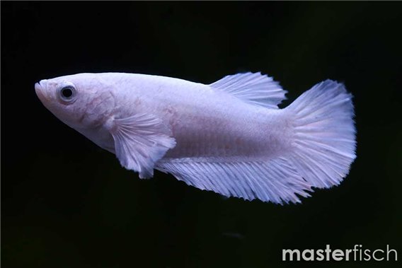 Platinum white betta
