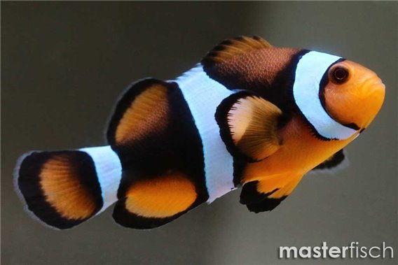 Clownfish Percula full black (Bred)