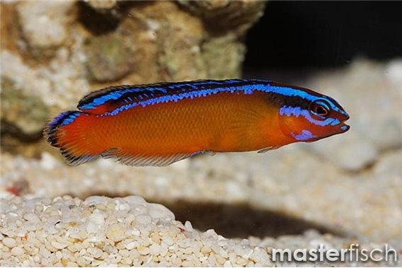Orange dottyback (bred)