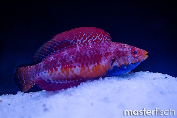 Blue-throated Fairy-wrasse