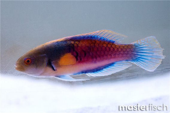 Yellowflanked Fairy Wrasse
