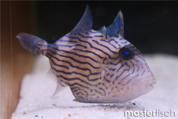 Yellow-spotted Triggerfish