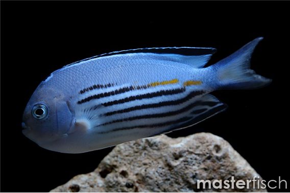 Watanabe's Angelfish