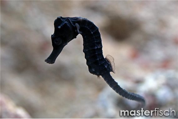 Black Seahorse (bred)