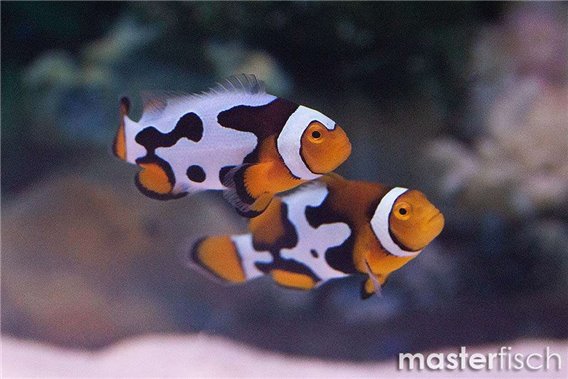 Percula picasso Clowfish (bred)