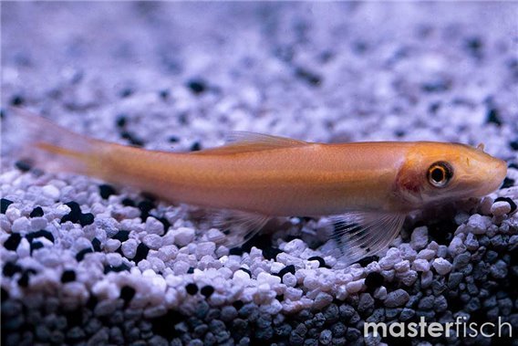 Sucking Loach Golden