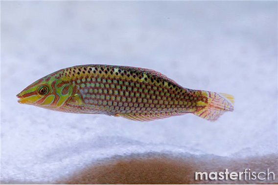 Argus Wrasse