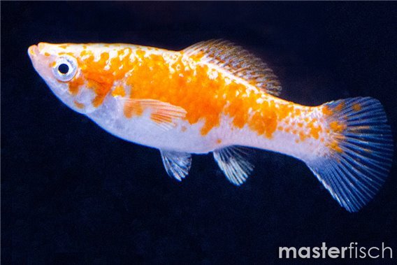Molly velvet miracle golden