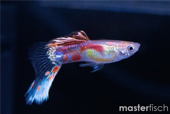 Guppy red fin bottom