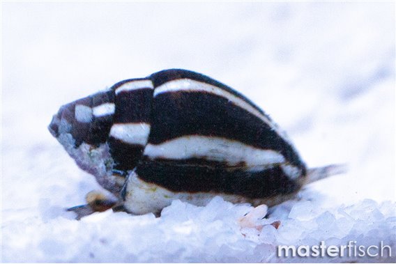 Lightning Dove Shell (cleaner)