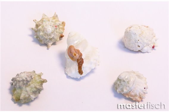 Empty shells Rosemouth star