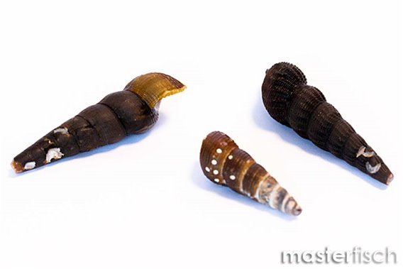 Empty shells Tylomelania