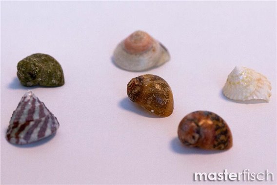 Empty shells mixed Nano