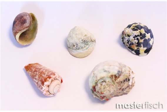 Empty shells mixed