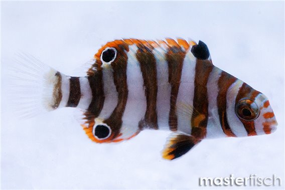 Harlequin tuskfish (bred)