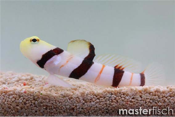 Dracula shrimp-goby