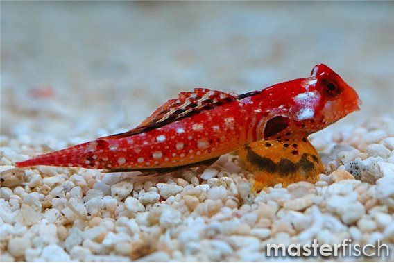 Ruby Red Dragonet