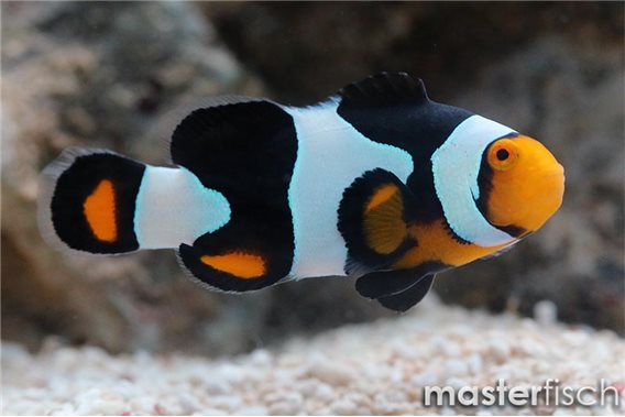 Clownfish Snow Onyx (bred)