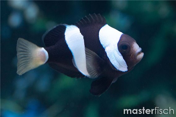 Clark's Clownfish (bred)