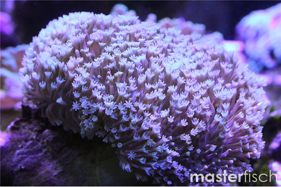 Leather coral Ehrenbergi (cultured)
