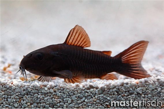 Black aeneus "Black Venezuela"