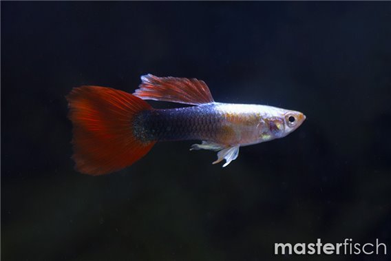 Silver tuxedo Guppy