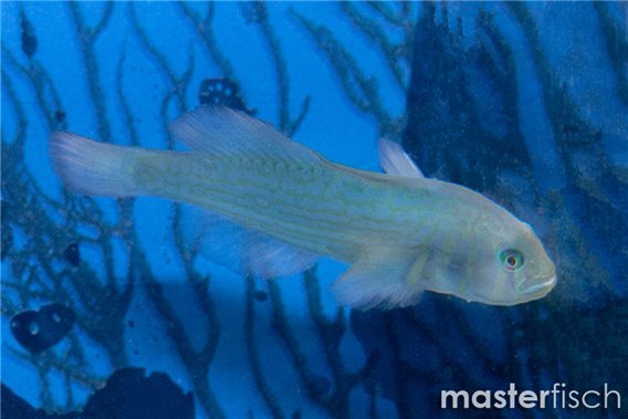 Rippled Coral Goby