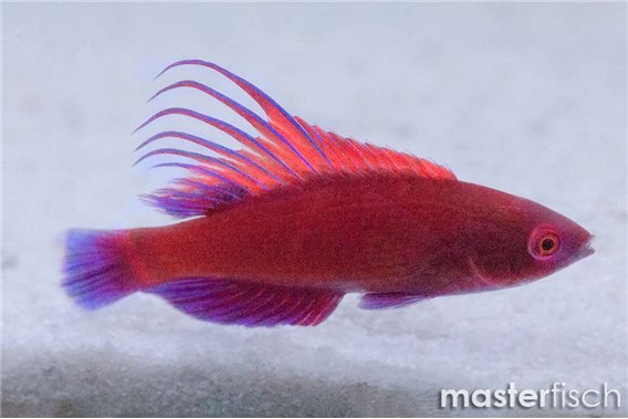 Spot-lined Flasher