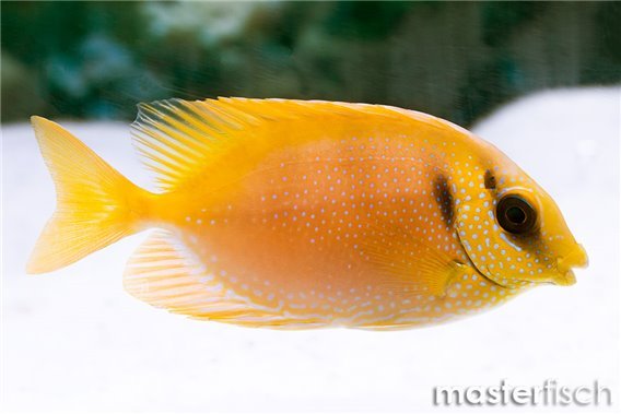 Blue-spotted Spinefoot