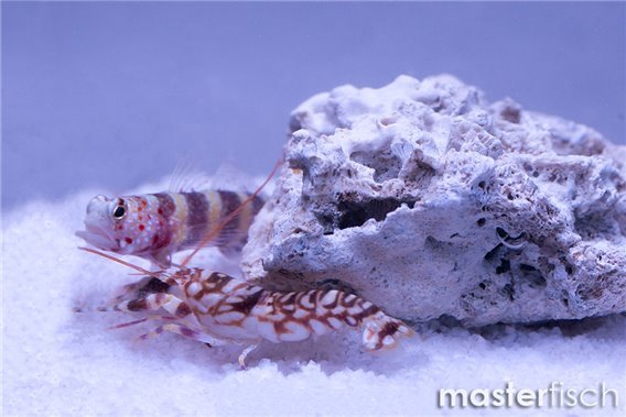 Gorgeous Prawngoby + 1 Alpheus shrimp