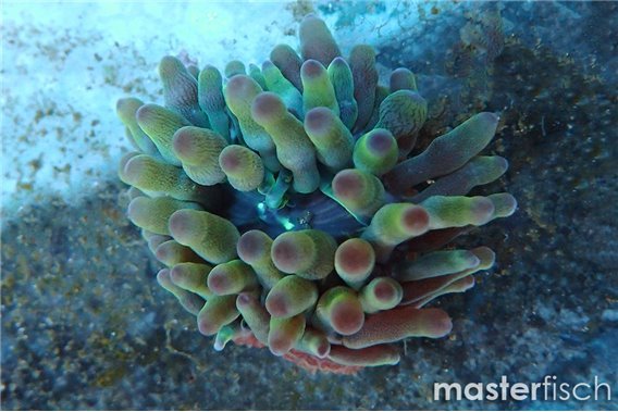 Bubble-tip anemone purple tips (cultured)