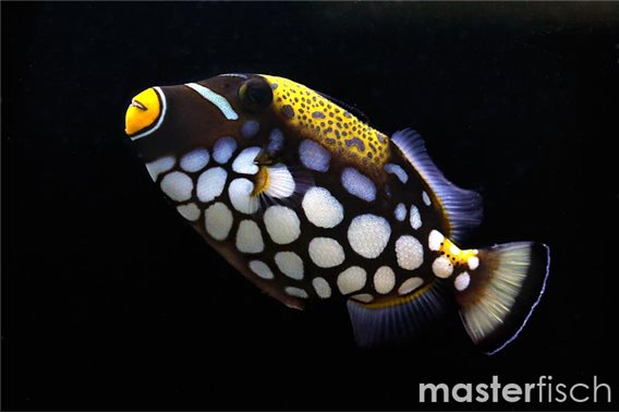 Clown Triggerfish