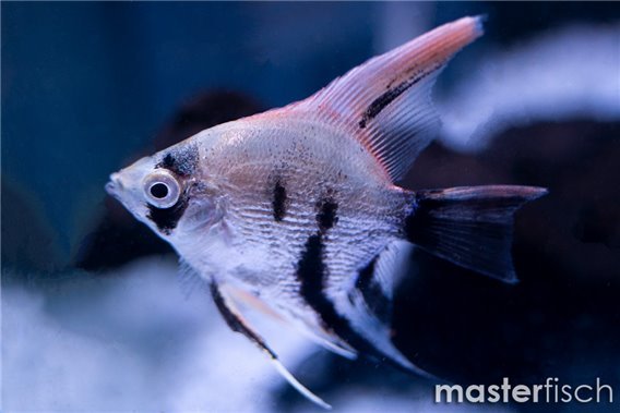 Koi diamond angel