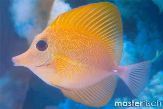 Zebrasoma scopas yellow