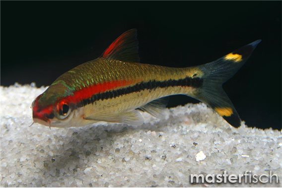 Red-Lined Torpedo Barb